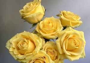 Yellow Roses by the Dozen