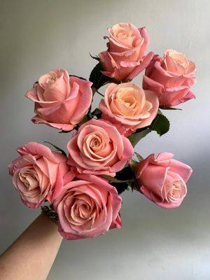 Pretty Pink Roses by the Dozen