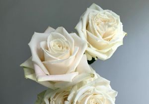 White Roses by the Dozen