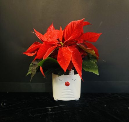 Rudolph's Red Poinsettia