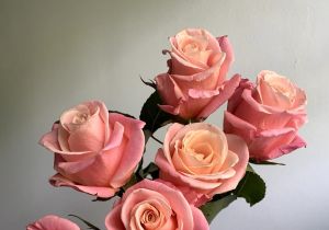 Pretty Pink Roses by the Dozen