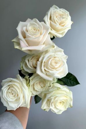 White Roses by the Dozen